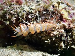 Sakuraeolis nungunoides