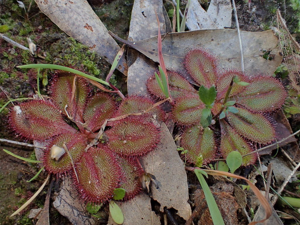 early sundew