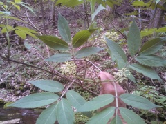 Sambucus racemosa racemosa