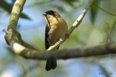 Trichothraupis melanops