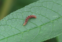 Erannis defoliaria