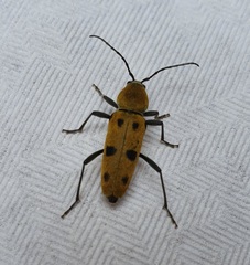 Chlorophorus glabromaculatus