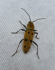 Chlorophorus glabromaculatus