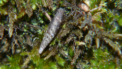 Clausilia