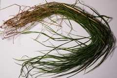 Melica nutans