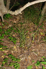 Melica nutans