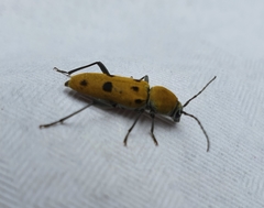 Chlorophorus glabromaculatus