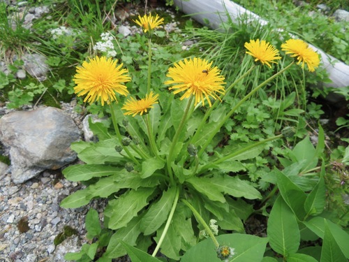 Taraxacum alpicola iNat (2)