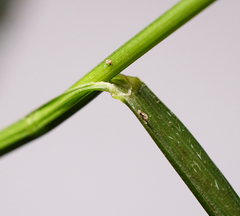 Melica nutans
