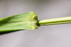 Melica nutans