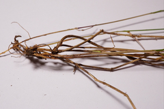 Melica nutans
