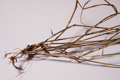 Melica nutans