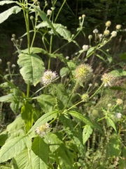 Knautia dipsacifolia