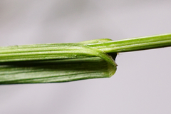 Melica nutans