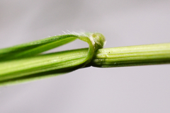Melica nutans