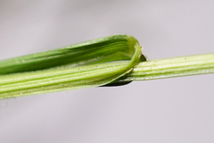 Melica nutans