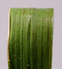 Melica nutans