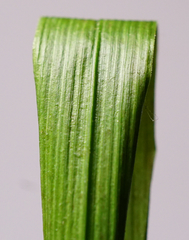 Melica nutans