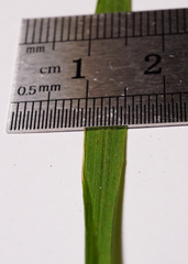 Melica nutans