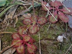 Drosera praefolia