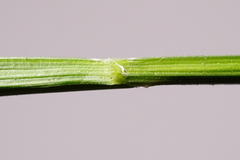 Melica nutans