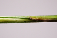 Melica nutans