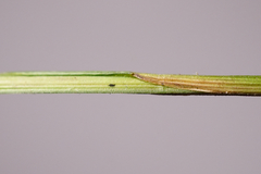 Melica nutans