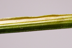 Melica nutans