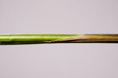Melica nutans