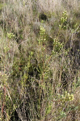 Leucadendron