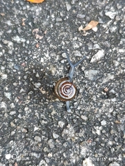 Macrochlamys kelantanensis