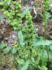 Rumex japonicus