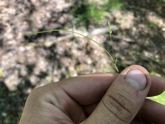 Carex trisperma