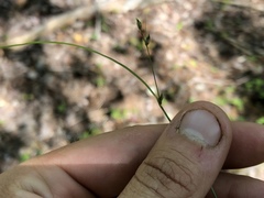 Carex trisperma