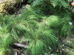 Carex brunnescens