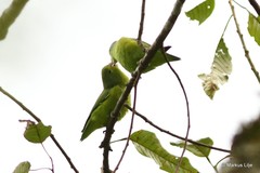 Forpus xanthopterygius