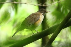 Turdus albicollis