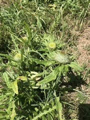 Cirsium morisianum