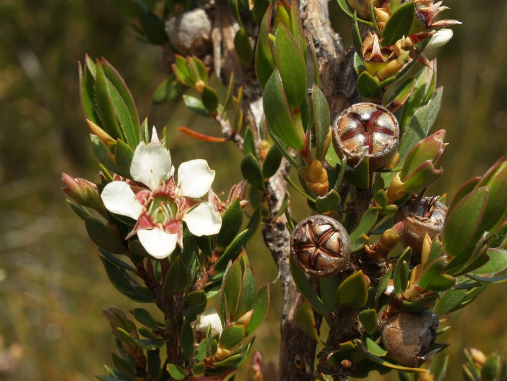 Shining Tea-tree