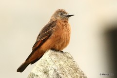 Hirundinea ferruginea