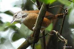 Cantorchilus longirostris