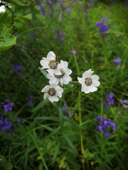 Achillea ptarmica macrocephala