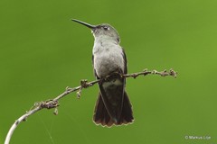 Eupetomena cirrochloris