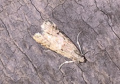 Dichomeris punctipennella