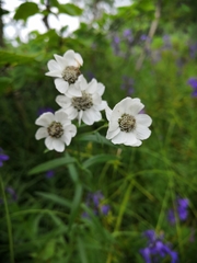 Achillea ptarmica macrocephala
