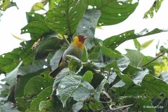 Hemithraupis ruficapilla