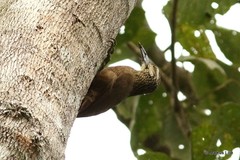 Xiphocolaptes albicollis