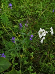 Achillea ptarmica macrocephala