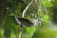 Phyllomyias griseocapilla