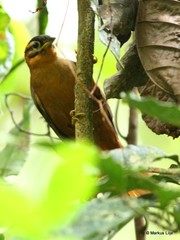 Philydor atricapillus